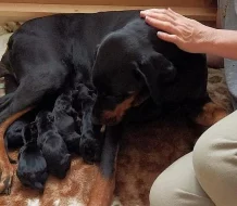 Prodám štěňátka dobrmana - fenky.