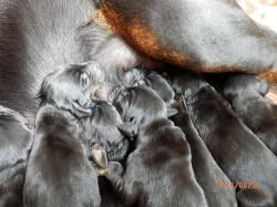 Prodám štěňátka dobrmana - fenky.