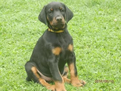 Prodám štěňátka dobrmana - fenky.