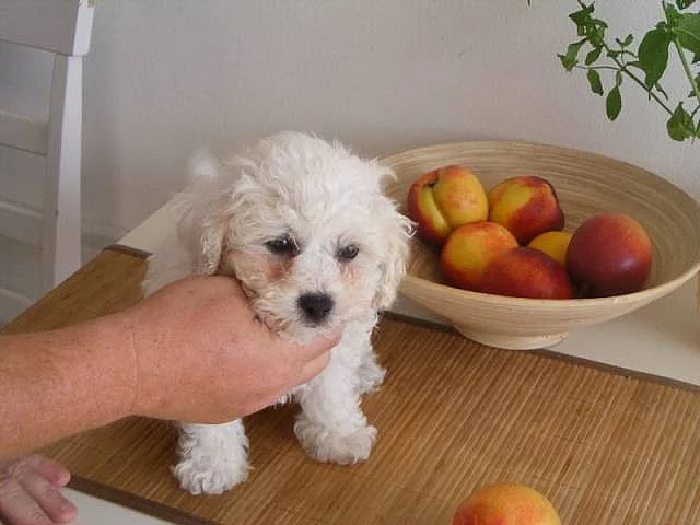 Bišonek frise - pejsek s PP