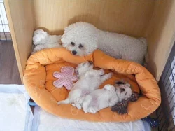 Bišonek frisé - pejsci i fenky!