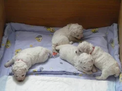 Bišonek frisé - pejsci i fenky!