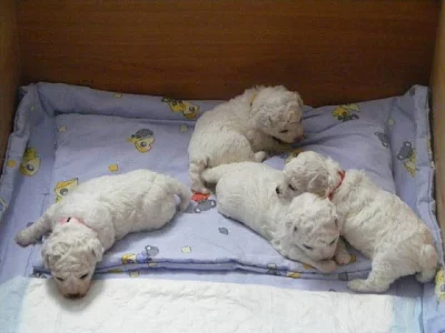 Bišonek frisé - pejsci i fenky!