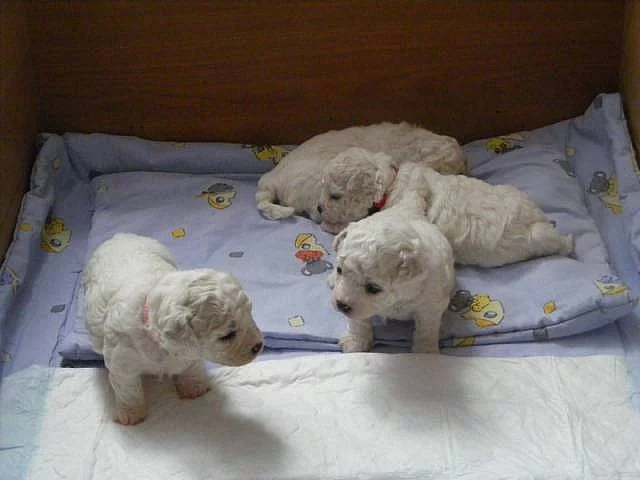 Bišonek frisé - pejsci i fenky!