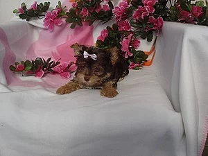 Jorkšírský teriér v čokoládové barvě s PP