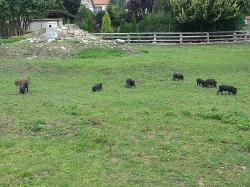 Prodám vietnamské prase zkřížené s divočákem