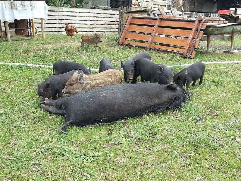 Prodám vietnamské prase zkřížené s divočákem