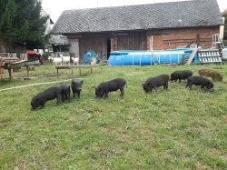 Prodám vietnamské prase zkřížené s divočákem