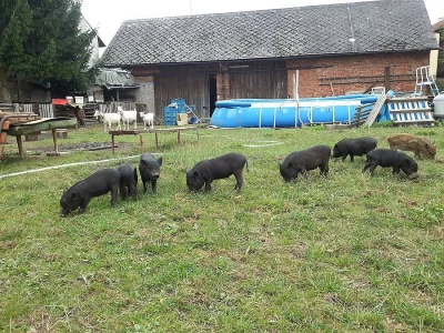 Prodám vietnamské prase zkřížené s divočákem