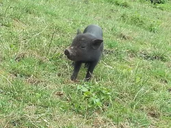 Prodám vietnamské prase zkřížené s divočákem