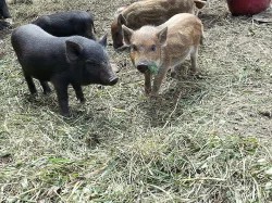 Prodám vietnamské prase zkřížené s divočákem