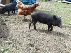 Prodám vietnamské prase zkřížené s divočákem