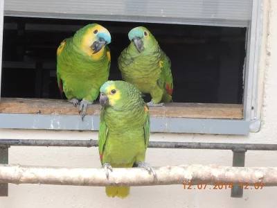 Prodám amazoňan modročelý