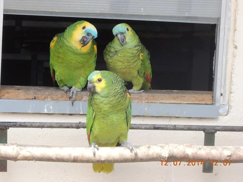 Prodám amazoňan modročelý