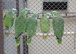 Prodám amazoňan modročelý