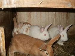Prodej králíků na maso a chov