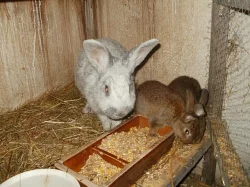 Prodej králíků na maso a chov