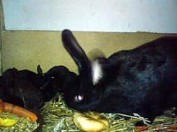 Prodej králíků na chov a dokrmení