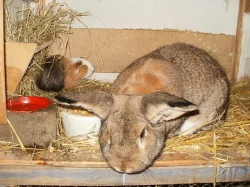 Prodej králíků na chov a dokrmení