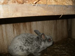 Prodej králíků na chov a dokrmení