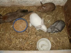 Prodej králíků na chov a dokrmení