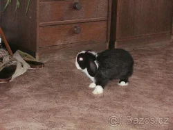 DARUJI ZAKRSLÉHO KRÁLÍČKA