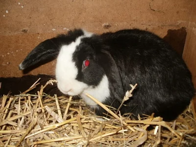 DARUJI ZAKRSLÉHO KRÁLÍČKA