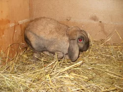 DARUJI ZAKRSLÉHO KRÁLÍČKA