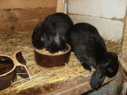 DARUJI ZAKRSLÉHO KRÁLÍČKA