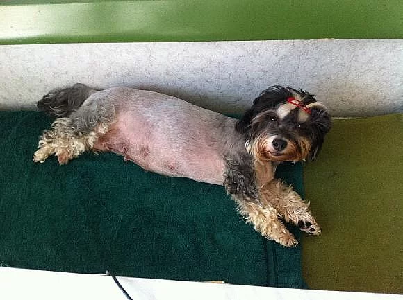 HLEDÁ SE ZTRACENÁ FENKA HAVANSKÉHO PSÍKA-JUDITKA