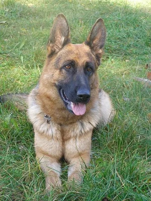 Zadáme štěňata NO s PP