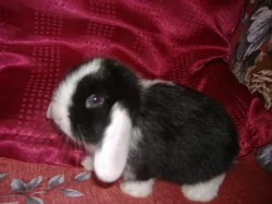 Nabízím zakrslé králíčky beránky
