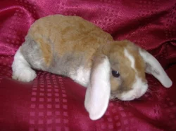 Nabízím zakrslé králíčky beránky