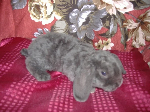 Nabízím zakrslé králíčky beránky