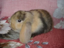 Nabízím zakrslé králíčky beránky