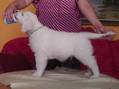 Pejsek Golden Retriever s PP