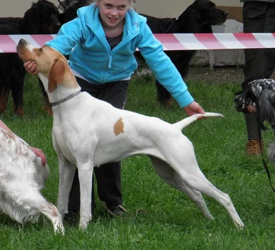 Prodám štěňata - Pointer