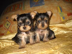 Jorkšírský teriér