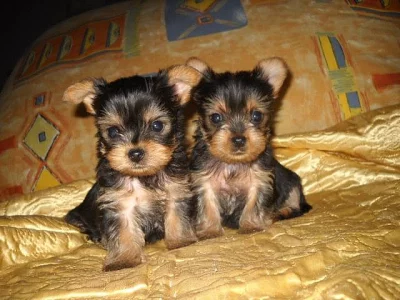 Jorkšírský teriér