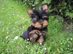 Jorkšírský teriér