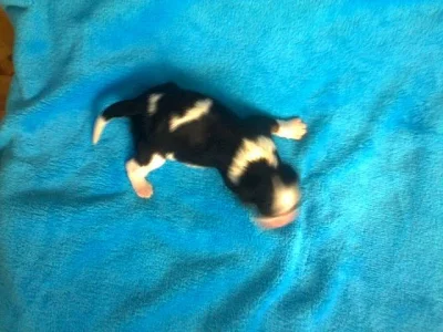 Cavalier King Charles Spaniel