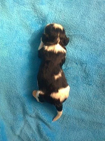 Cavalier King Charles Spaniel