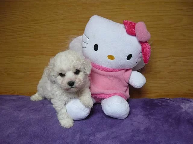 Bišonek frisé s PP