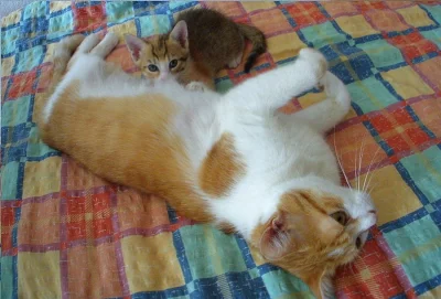 Do dobrých rukou daruji