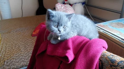 Britská modrá koťata bez PP