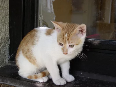 Darujeme krásného kocourka