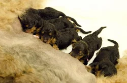 Airedale terrier-štěňata