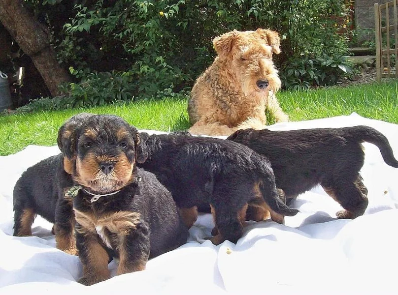 Airedale terrier-štěňata