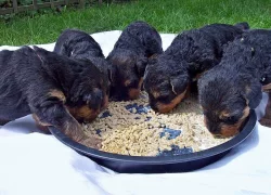 Airedale terrier-štěňata