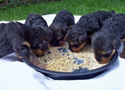 Airedale terrier-štěňata